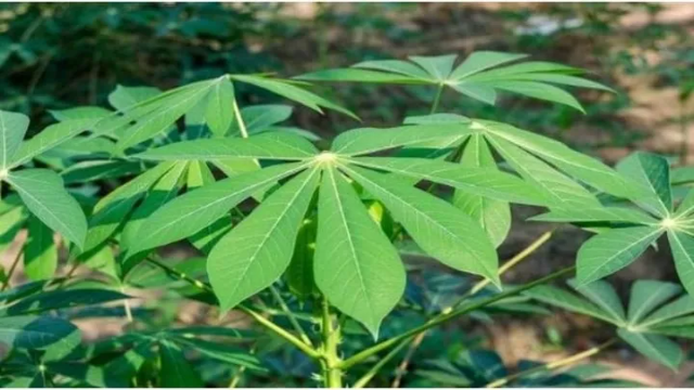 6 Manfaat Daun Singkong untuk Kesehatan